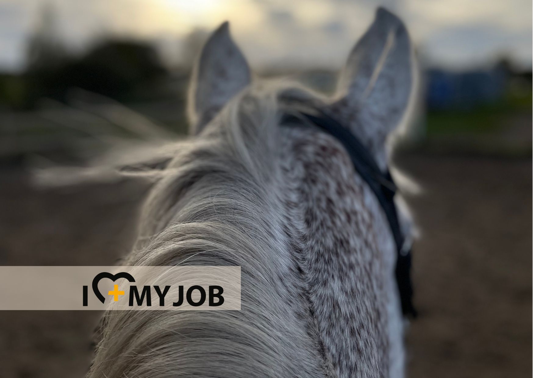 Ridsport kommunikation vs arbetslivet